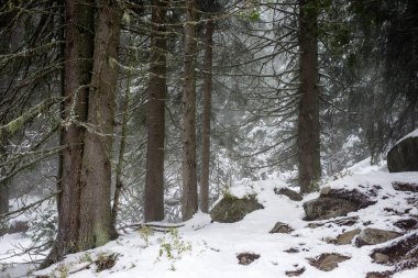 Karlı kış ormanlarında soğuk gün