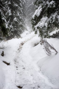 Karlı kış ormanlarında soğuk gün