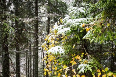 Karlı kış ormanlarında soğuk gün