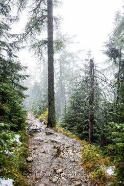 Karlı kış ormanlarında soğuk gün