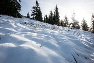 Karlı kış ormanlarında soğuk gün