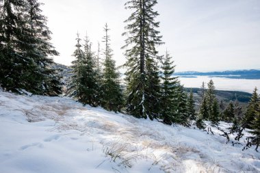 Karlı kış ormanlarında soğuk gün