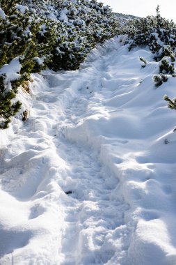 Karlı kış ormanlarında soğuk gün