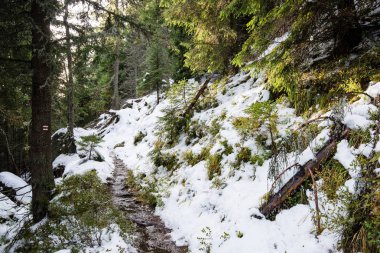 Karlı kış ormanlarında soğuk gün