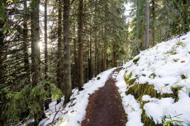 Karlı kış ormanlarında soğuk gün