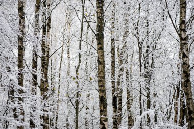 soğuk bir günde huş ağaçları karlı kış orman