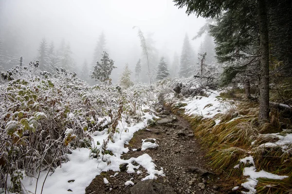 Día frío en el bosque nevado de invierno — Foto de Stock