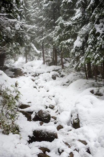 Karlı kış ormanlarında soğuk gün — Stok fotoğraf
