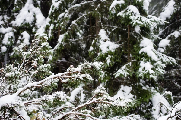 Giornata fredda nella foresta invernale innevata — Foto Stock