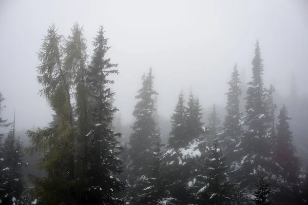 Kall dag i den snöiga vinterskogen — Stockfoto