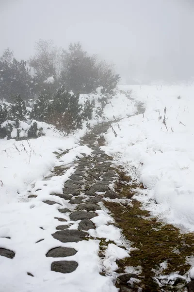 Journée froide dans la forêt enneigée d'hiver — Photo