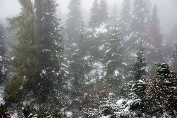 Día frío en el bosque nevado de invierno — Foto de Stock