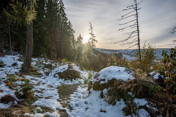 Chladný den v zasněženém zimním lese — Stock fotografie