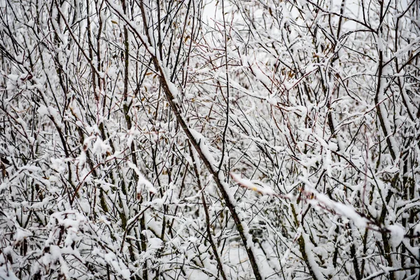 Bouleaux par temps froid dans la forêt enneigée d'hiver — Photo