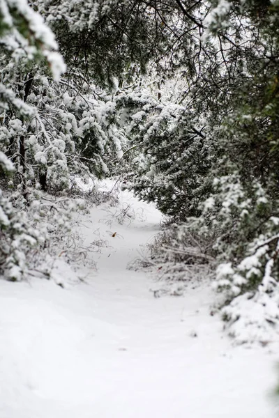 Холодний день у сніжному зимовому лісі — стокове фото