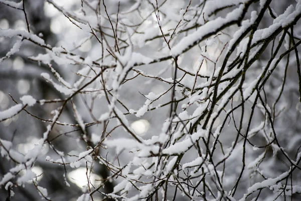 Björkar på en kall dag i skogen snörik vinter — Stockfoto