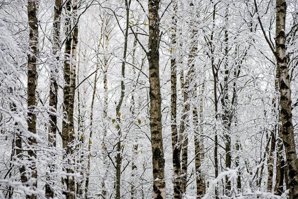 Birken an einem kalten Tag im verschneiten Winterwald — Stockfoto