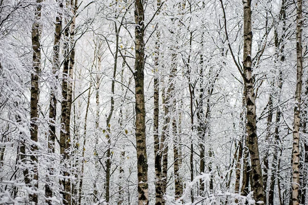 Birken an einem kalten Tag im verschneiten Winterwald — Stockfoto