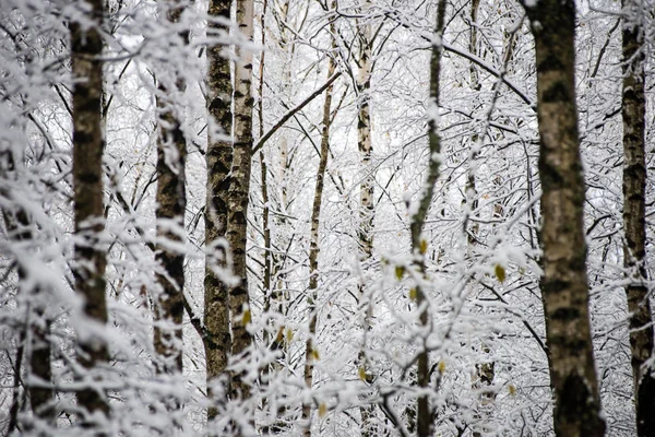 Betulle in una giornata fredda nella foresta invernale innevata — Foto Stock