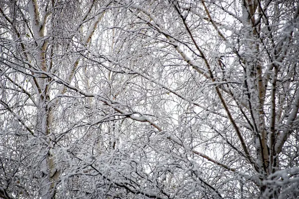 雪に覆われた冬の森で寒い日にバーチの木 — ストック写真