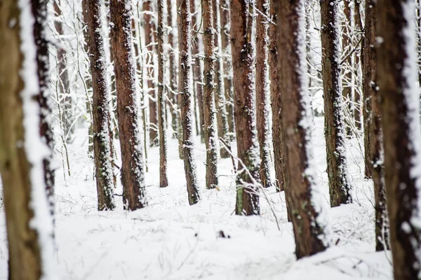 Pini in una giornata fredda nella foresta invernale innevata — Foto Stock