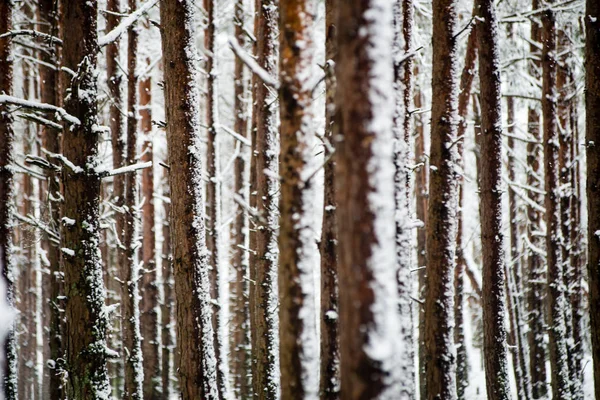 Сосны в холодный день в снежном зимнем лесу — стоковое фото