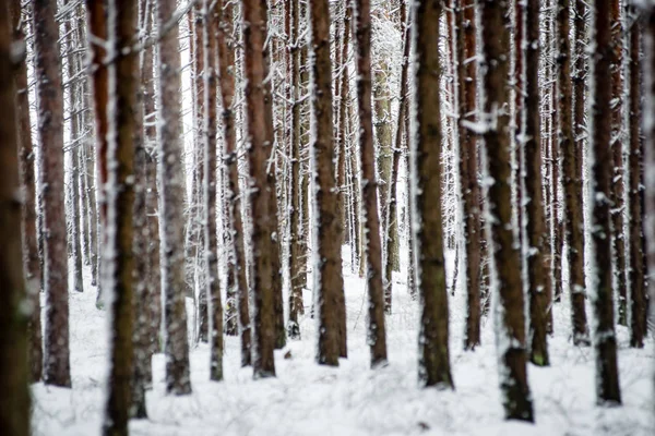 Sosny w zimny dzień w lesie mroźną zimę — Zdjęcie stockowe