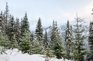 soğuk sabah kış kar ve mavi doğal ile dağlarda