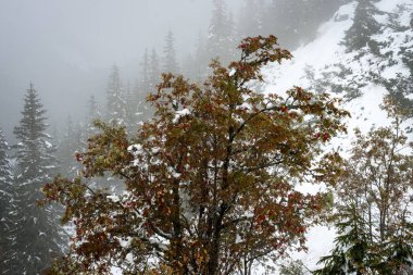 soğuk sabah kış kar ve rowan tre ile dağlarda