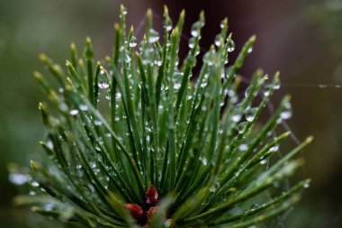 Festival Noel Ladin ağaç arka planda sn soğuk bir günde