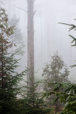 Festival Noel Ladin ağaç arka planda sn soğuk bir günde