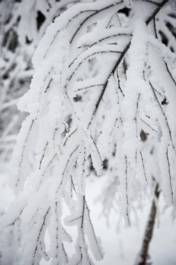 Winter park kar ile soğuk sabah