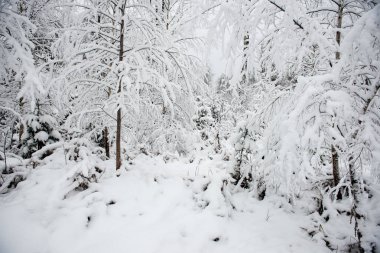 Winter park kar ile soğuk sabah