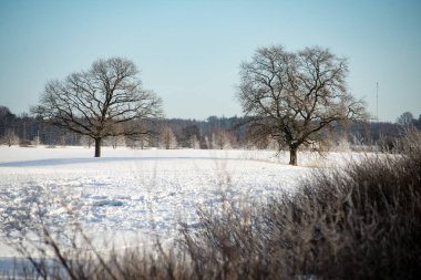 kışın soğuk sabah alanında