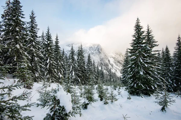 Mañana fría en las montañas en invierno con nieve y esqui azul — Foto de Stock