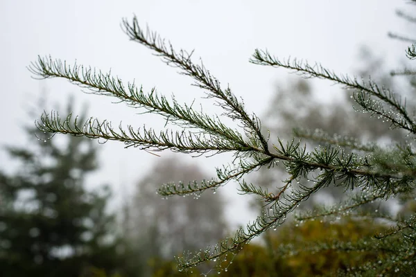 Festive christmas spruce tree background on a cold day in the sn — Stock Photo, Image