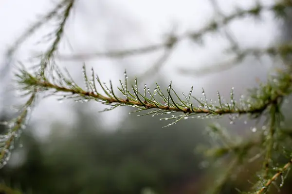 Slavnostní Vánoční smrk pozadí za chladného dne v sn — Stock fotografie