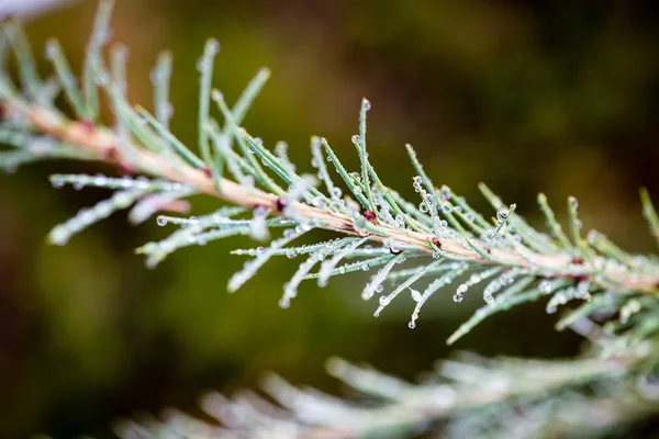 Sn の寒い日にお祝いクリスマス トウヒの背景 — ストック写真