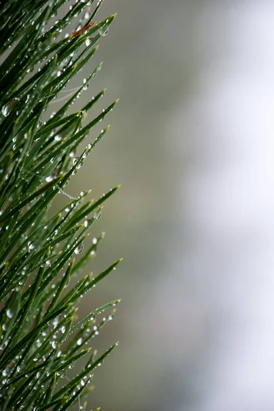 Slavnostní Vánoční smrk pozadí za chladného dne v sn — Stock fotografie