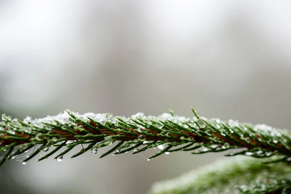 Festive christmas spruce tree background on a cold day in the sn — Stock Photo, Image