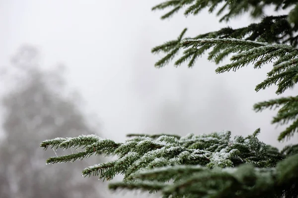 Святковий різдвяний ялинковий фон на холодному дні в снігу — стокове фото
