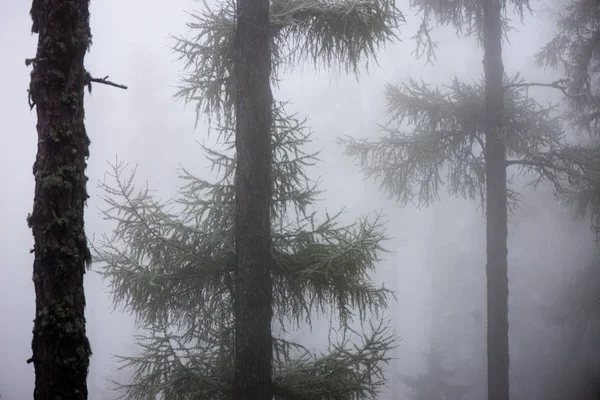 Festival Noel Ladin ağaç arka planda sn soğuk bir günde — Stok fotoğraf