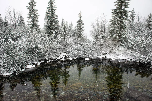 Matin froid dans le champ en hiver à la campagne — Photo