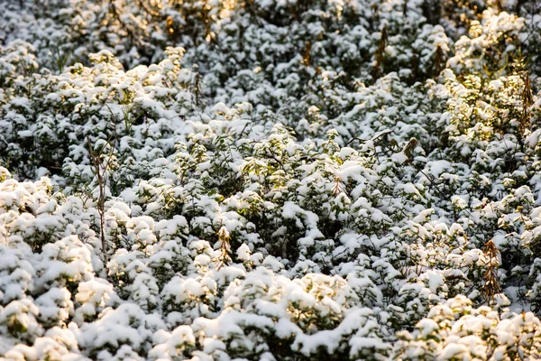Холодным утром в поле зимой — стоковое фото