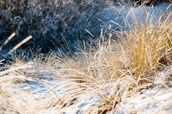 Mattina fredda nel campo in inverno — Foto Stock