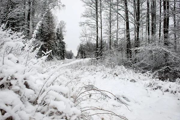 Parco invernale al mattino freddo con neve — Foto Stock