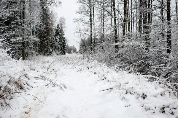 Parque de inverno na manhã fria com neve — Fotografia de Stock