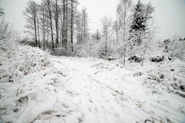Parco invernale al mattino freddo con neve — Foto Stock