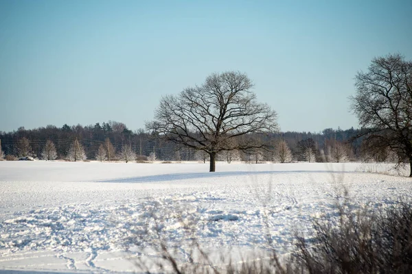 Zimny poranek w polu w zimie — Zdjęcie stockowe