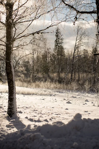 Winter park w zimny poranek z śniegu — Zdjęcie stockowe